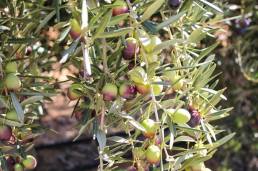 Con Olio olive trees