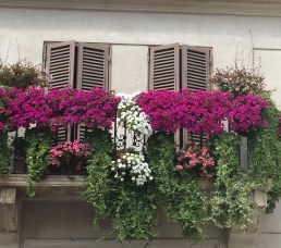 Flowers and shutters1