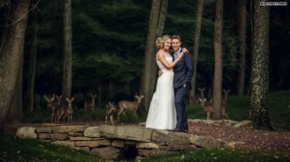 Wedding-deer