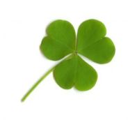 Shamrock