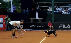 Tennis dog