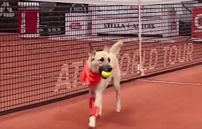Tennis dogs