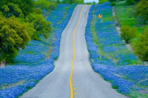 Bluebonnet road