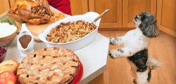 pet-care_thanksgiving-safety-tips_main-image