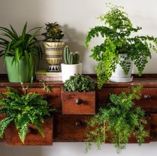Houseplants